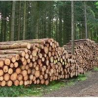 В Нижегородской области появятся новые лесопромышленные производства