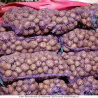 Нижегородская область лидирует по дешевизне картофеля среди регионов ПФО