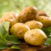 В 2016 году Нижегородская область обеспечила себя картофелем на 112%