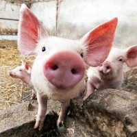 В Нижегородской области поголовье свиней сократилось на 48 тысяч&#8205;