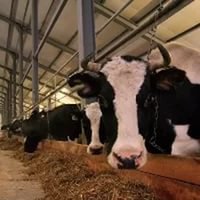 В Нижегородской области появится инновационный мясо-молочный комплекс