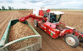 В Нижегородской области собрали более 800 тысяч тонн картофеля 