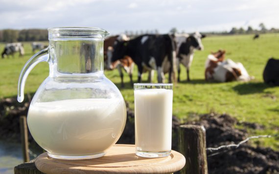 Нижегородская область вошла в пятерку лидеров по производству молока‍