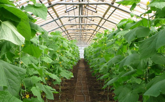 В Нижнем Новгороде на запуск производства овощей потрачен 1,1 млрд рублей