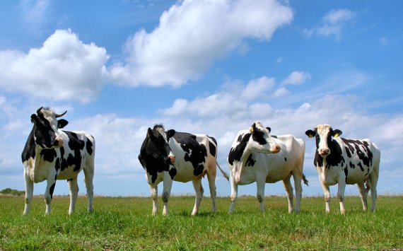 В Нижегородской области в 25 районах увеличено производство молока