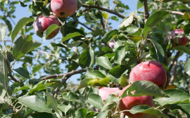 В Нижегородской области в три раза увеличат объемы производства плодовой продукции