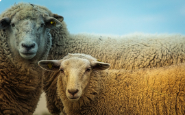 «Мираторг» познакомил школьников с индустриальным овцеводством