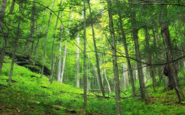 В Нижегородской области весной высадили 16 млн деревьев