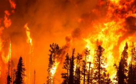 В Нижегородской области на борьбу с лесными пожарами выделят 372 млн рублей