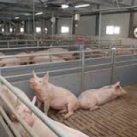 В Нижегородской области планируют строить новый свиноводческий комплекс