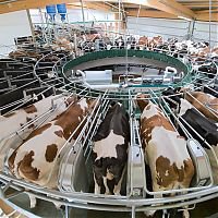 В Нижегородской области построят молочные фермы
