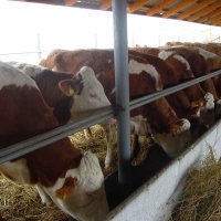 Система финансовой поддержки сельхозпроизводителей позволяет сохранить животноводство