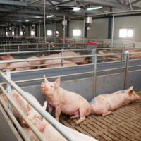 В Нижегородской области откроют новый свиноводческий комплекс