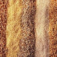 В Нижегородской области полностью сформирован основной фонд яровых зерновых семян