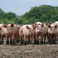 В Нижегородской области возросла численность свиней до 253  тыс голов
