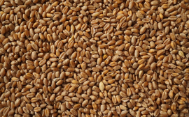 В Нижегородской области заготовили 86,5 тыс. семян зерновых