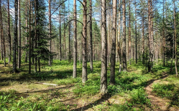 В Нижегородской области будут повышать эффективность лесной охраны