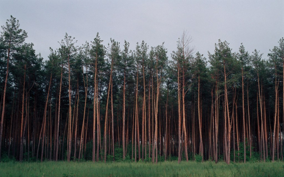 В Нижегородской области все леса охвачены видеонаблюдением
