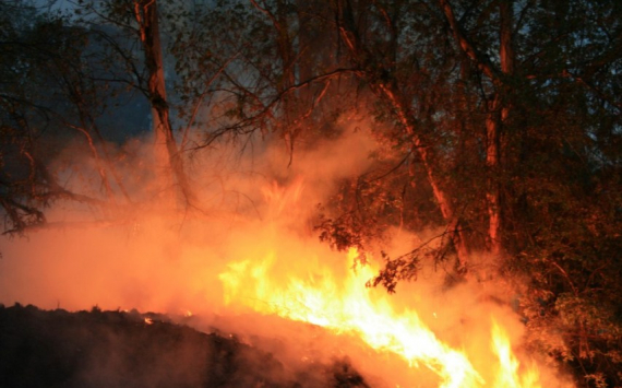 В Нижегородской области около 270 млн рублей направят на охрану лесов от пожаров