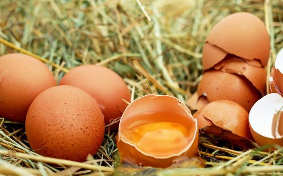 В Нижегородской области в производство яиц вложат 27 млрд рублей