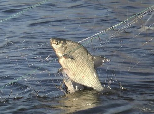 В Нижегородской области из браконьерских сетей спасли 150 кг рыбы