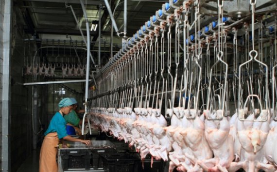 В Нижегородской области растет производство мяса птицы‍
