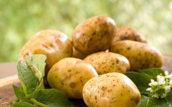 Нижегородская область собрала большой урожай картофеля