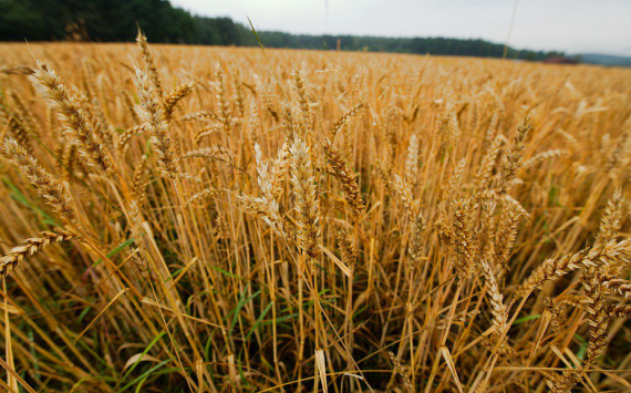 Нижегородские аграрии получили почти 2 миллиарда рублей субсидий