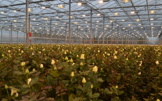 В Нижегородской области в тепличный комплекс по выращиванию роз‍ инвестируют 1,57 млрд рублей