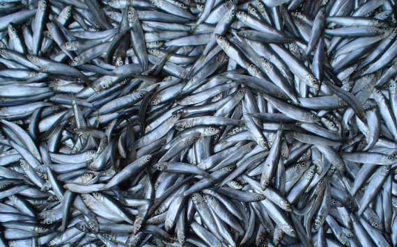 В Нижегородской области снизилась стоимость рыбы