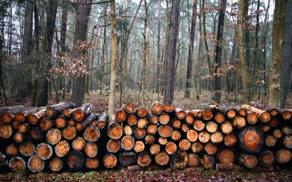 Нижний Новгород потратит на вырубку деревьев 6 млн рублей