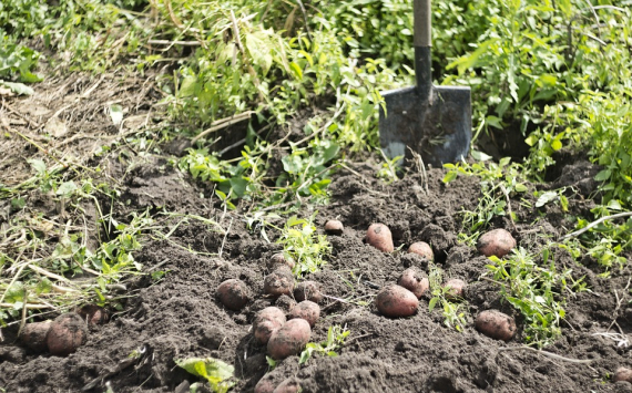 В Нижегородской области аграрии собрали 25 тыс. тонн овощей