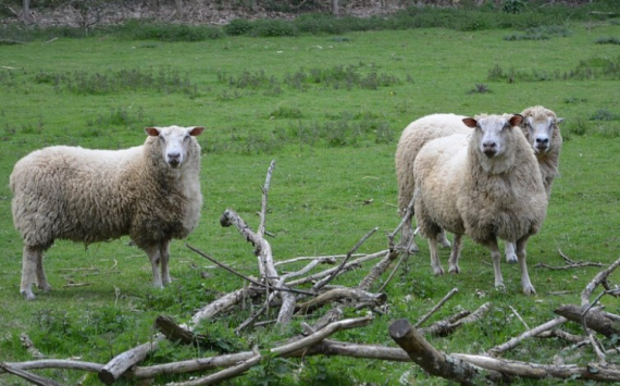 В Нижегородской области появится овцеферма на 2 000 голов
